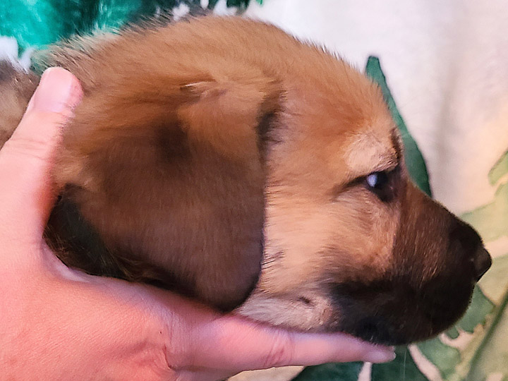 chinook puppy